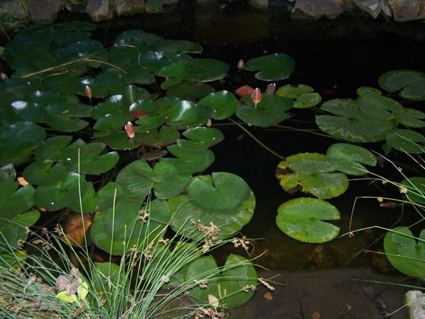 100_2461.JPG